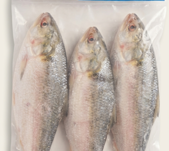 HILSA FROZEN FISH 1.8 To 2KG